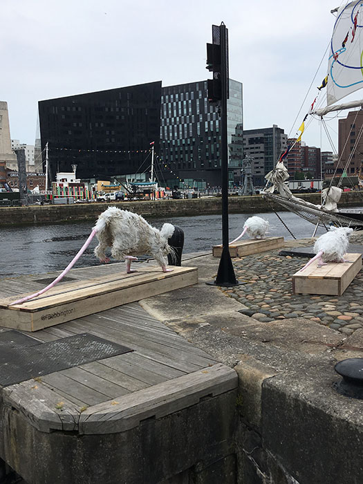  Tall Ships Regatta. The Ship’s Cat and Super Rat
