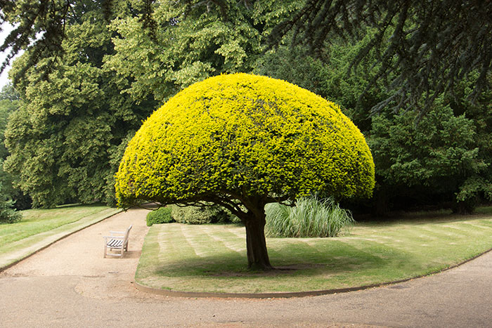 Tree in the gounds at Waddesdon Manor