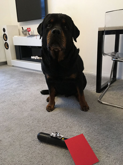 Festus' 9th Birthday