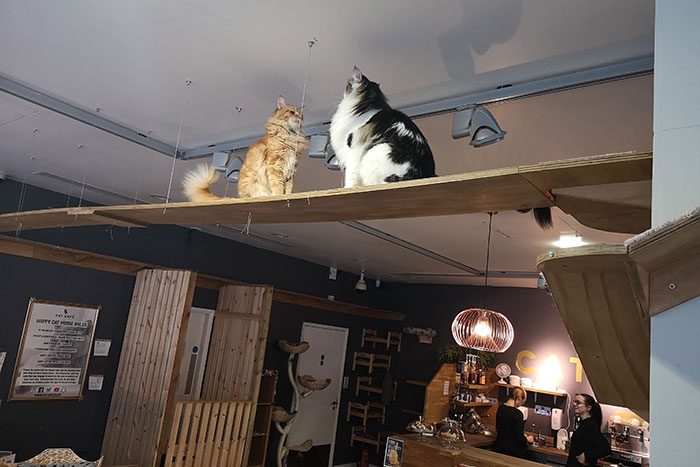 Cat Cafe Manchester. Part of my Manchester Day Trip. Two cats looking at each other on a plank