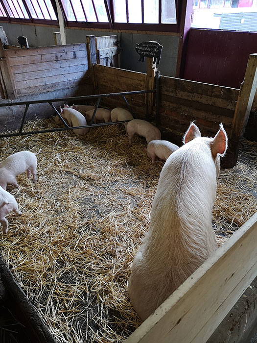 Buckt March - Tatton Park Farm