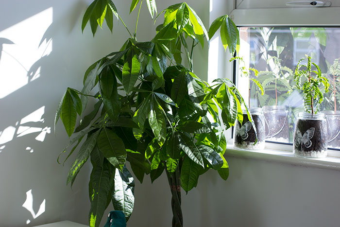  My Home Office - Plants on the window sill