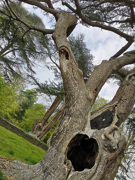 Blenheim Palace - Harry Potter tree