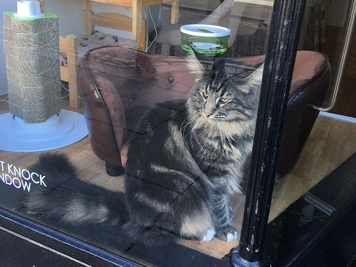 Cat in the window at Cat Café Liverpool