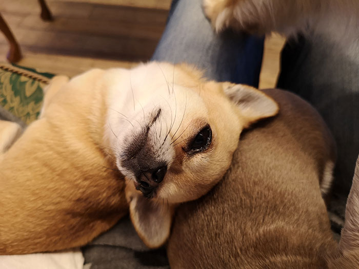 Cuddles with one of the dogs at Edinburgh Chihuahua Cafe
