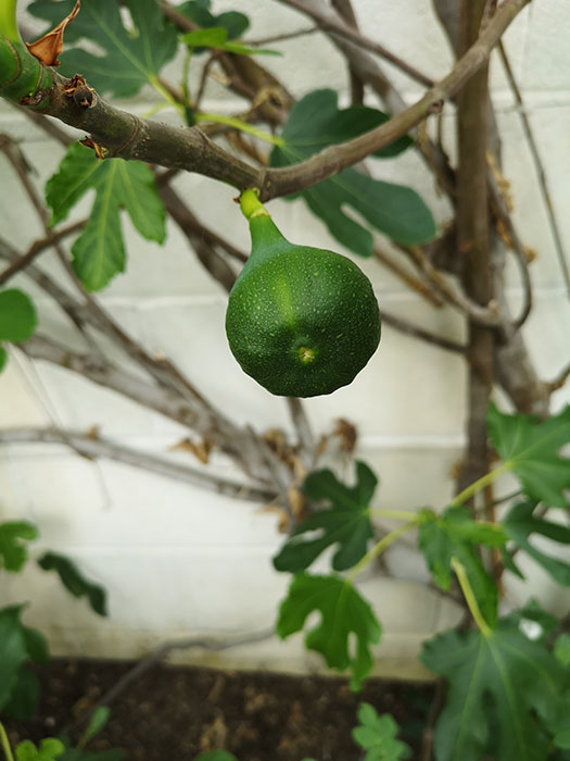 Figs in the greenhouse at Balmoral