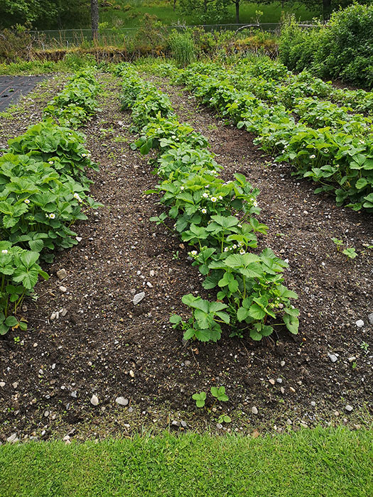 Kitchen Garden