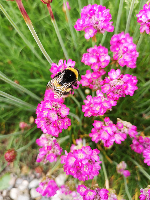 Bee on a flower