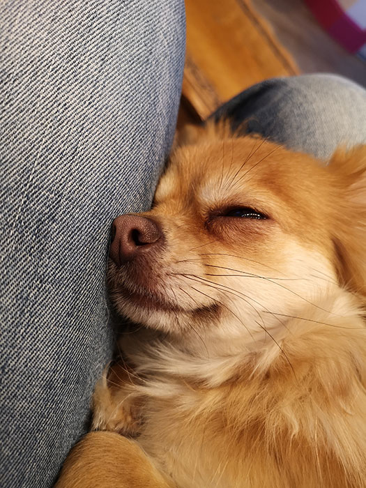 Dog asleep at Edinburgh Chihuahua Cafe