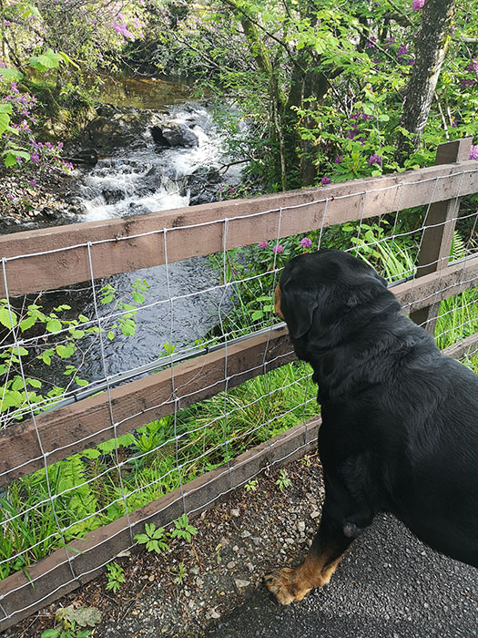dog looking at river