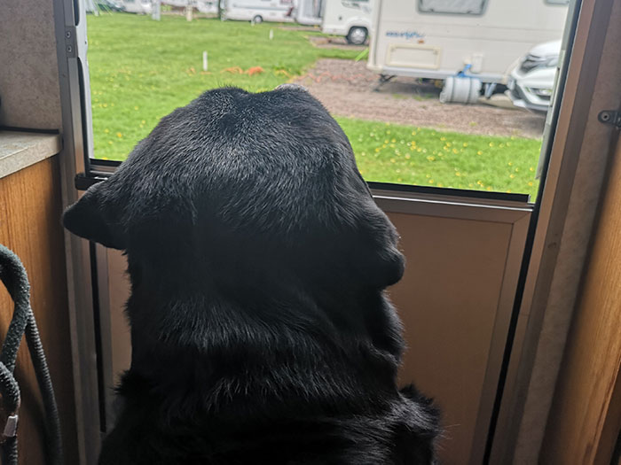 dog watching caravans