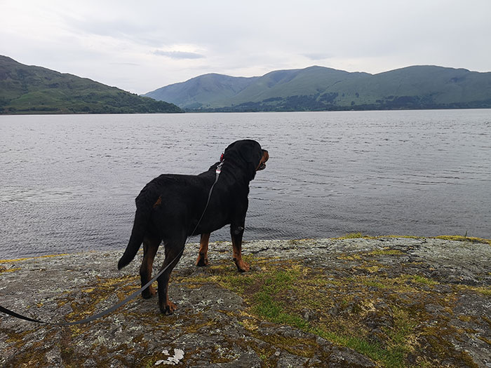 dog watching a loch