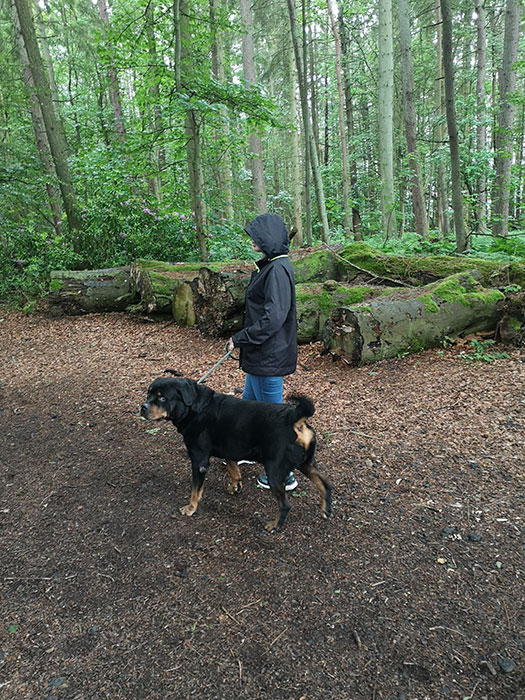 dog and owner in the forest
