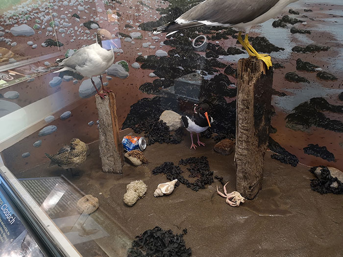 Diorama at Inverness Museum and Art Gallery