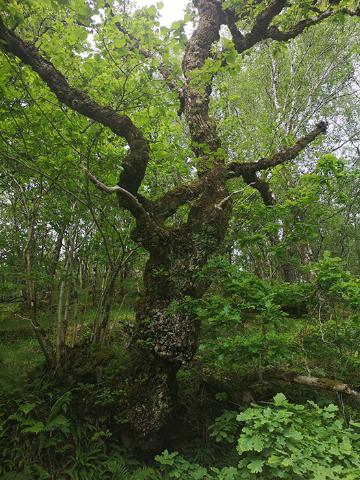 Gorgeous tree at Highland Titles Nature Reserve