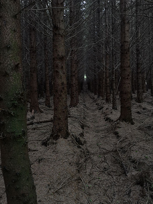 Highland Titles Nature Reserve. Dark forest