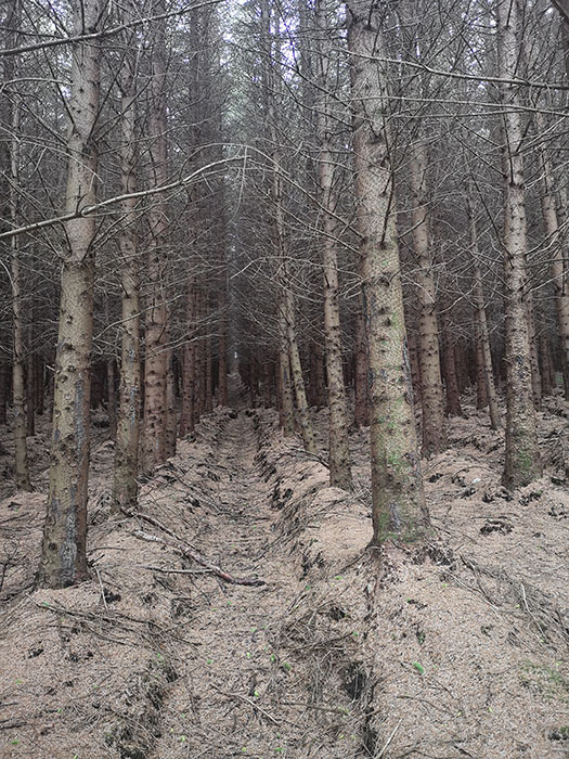 Highland Titles Nature Reserve. Forest