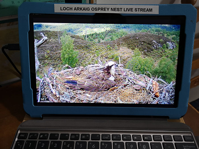 Osprey webcam at Clan Cameron Museum