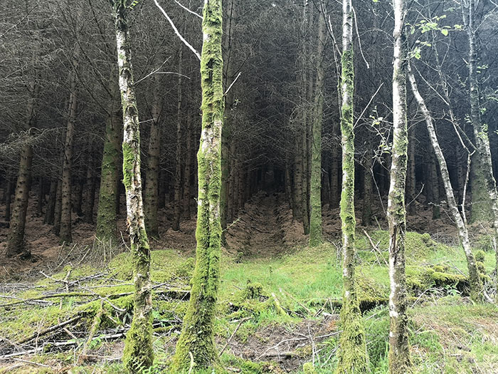 Trees at Highland Titles Nature Reserve