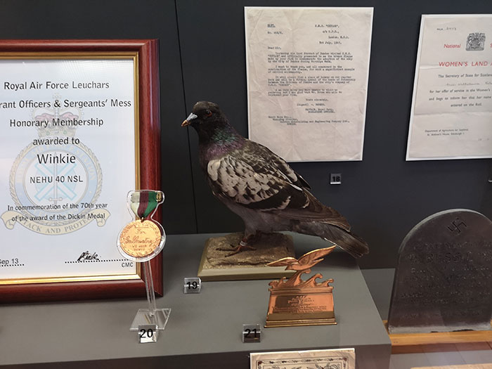 Pigeon on display at the McManus Museum, Dundee
