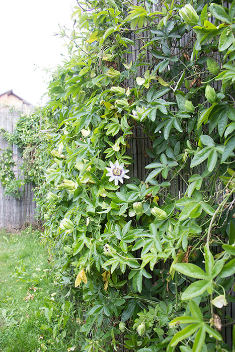 Passiflora, from a side