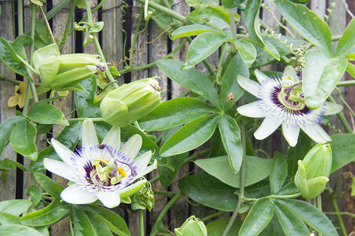 Passiflora update. Flowers in bloom