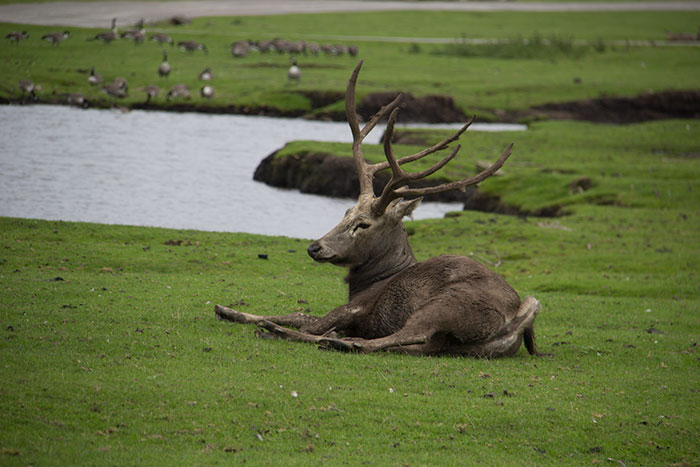 Animal relaxing at Knowsley, in the safari park