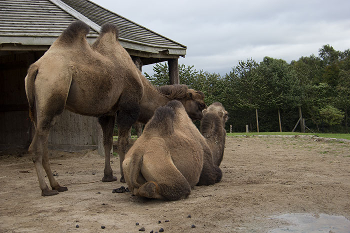  Camels relaxing