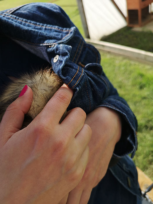 A ferret was trying to get underneath my coat