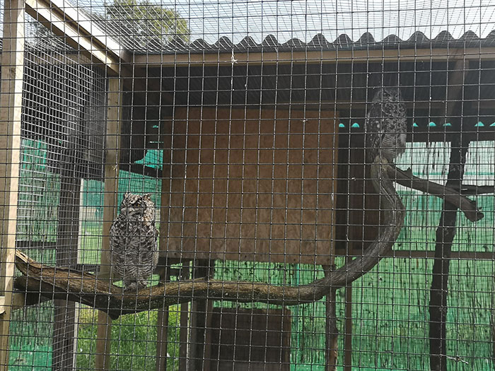 Wild Wings. Bird of Prey Centre. African spotted Eagle Owls