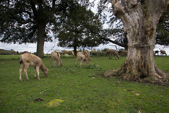 Deer at Knowsley Safari Park - October
