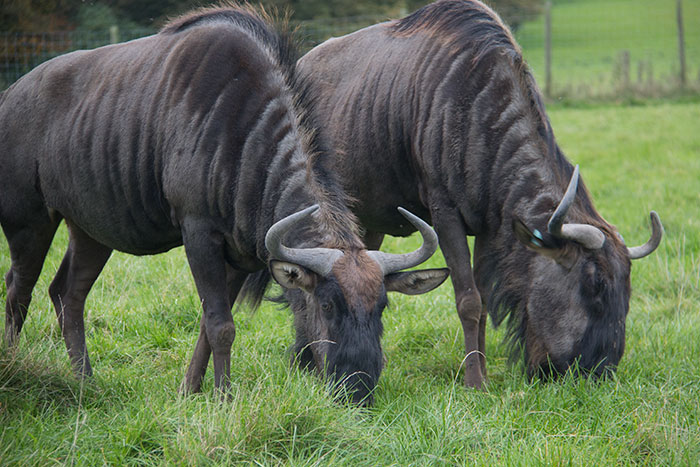 Animals grazing at Knowsley Safari Park - October