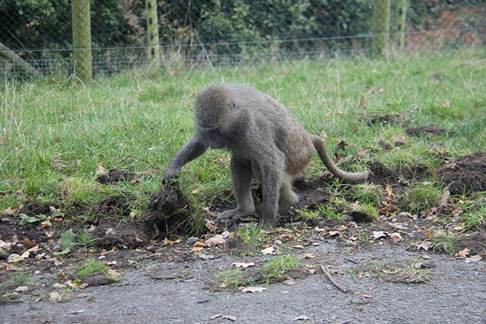 Monkey gathering food at Knowsley Safari Park - October
