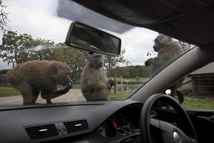 Group of monkeys on the car at Knowsley Safari Park - October