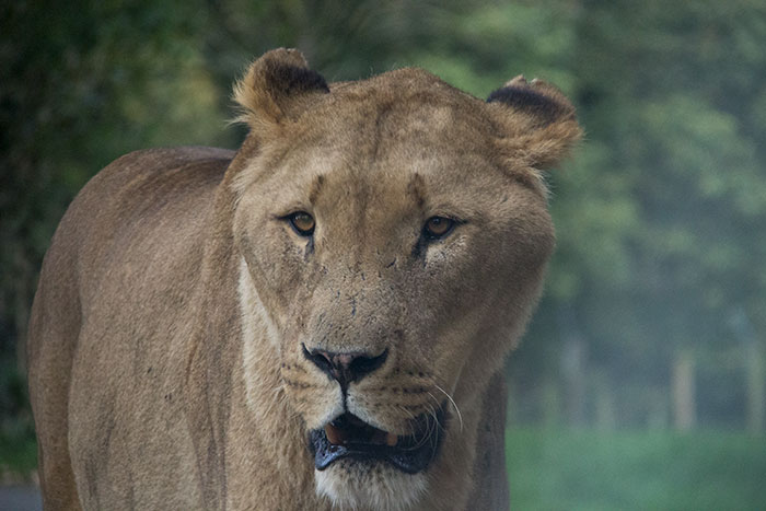 Close up with Lion at Knowsley Safari Park - October