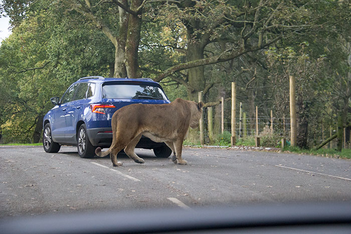  Lion near a car at Knowsley Safari Park - October