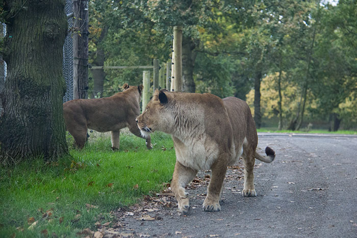 Lions at Knowsley Safari Park - October