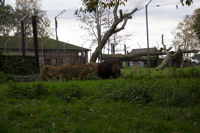 Lions pacing at Knowsley Safari Park - October