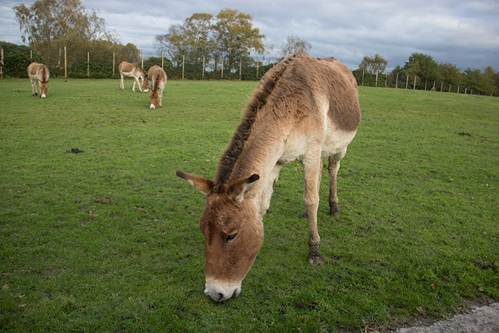 Animals at Knowsley Safari Park - October