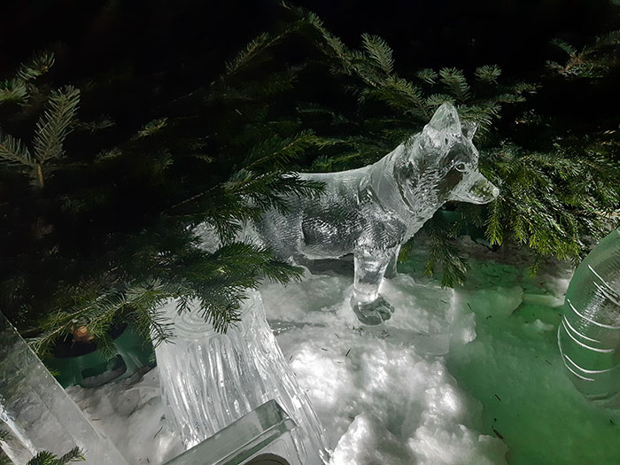 Fox at Ice Cavern, Manchester