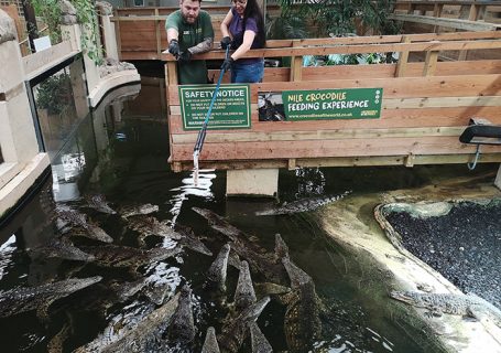 Crocodiles Feeding experience