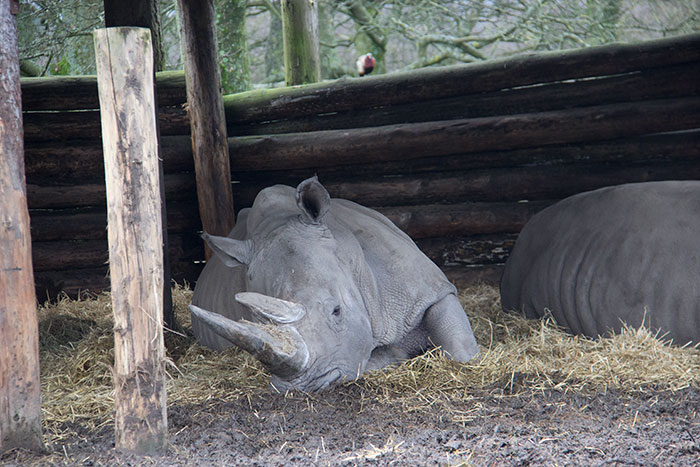 Rhino relaxing