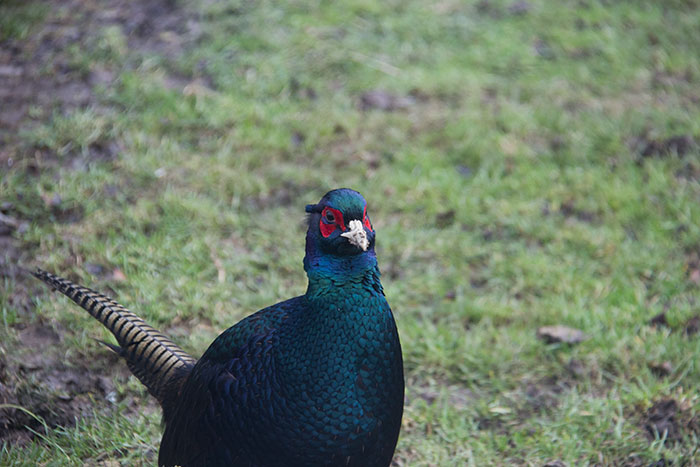 Pheasant