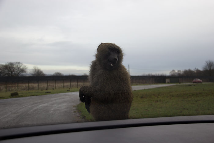 Monkey on the car