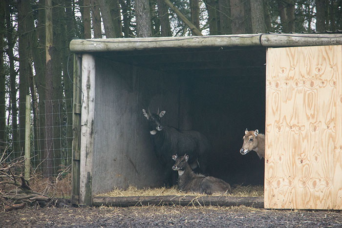Animals taking shelter