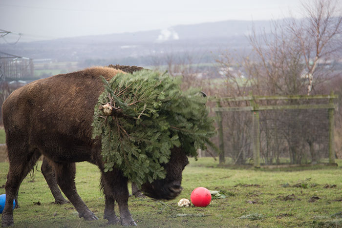  Bison playing with a christmas tree