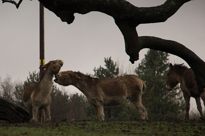 Knowsley Safari Park - Donkeys