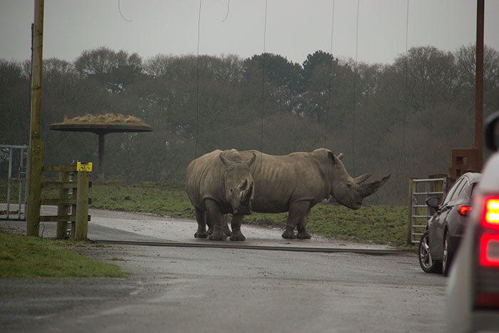 Rhinos
