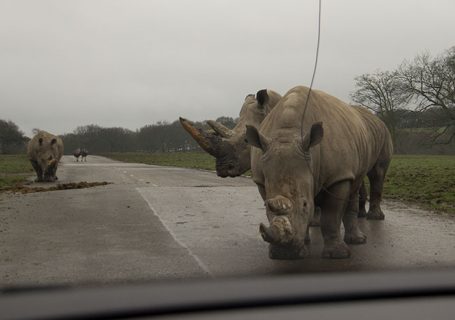 Stand off with the Rhinos
