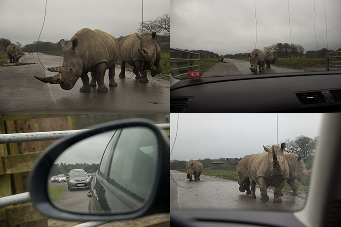 Knowsley Safari Park - Collage with Rhinos